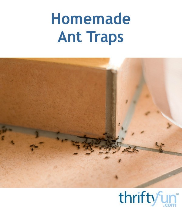 Homemade Ant Traps ThriftyFun