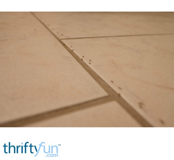 Using Cinnamon to Deter Ants ThriftyFun