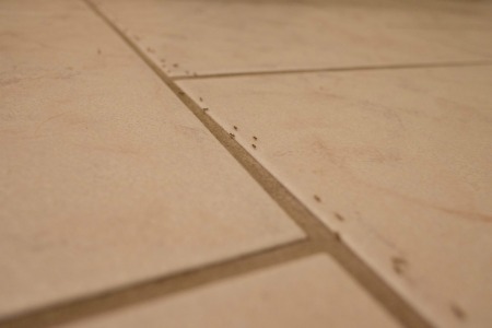 A line of ants on a kitchen floor.