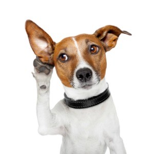A dog holding a paw up to one of his ears, as if listening.