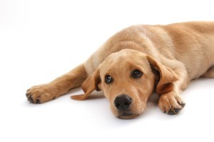A sad dog lying on a white floor.