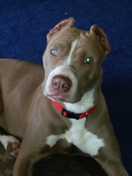 What Type of Pit Bull Is My Dog?