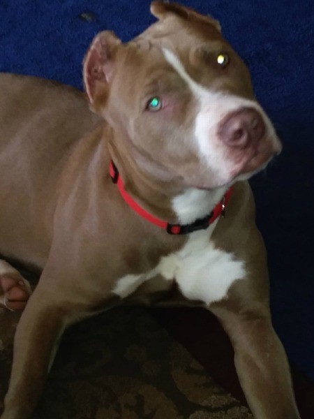 Pit Bull Breed Information And Photos Thriftyfun