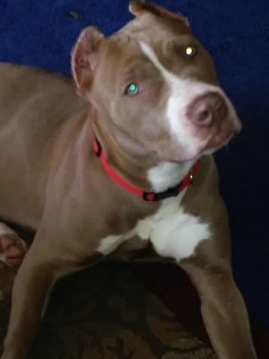 What Type of Pit Bull Is My Dog?