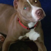 What Type of Pit Bull Is My Dog?