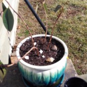 What Is This Houseplant? - scraggly potted plant with a couple of leaves at the tops of multiple stems