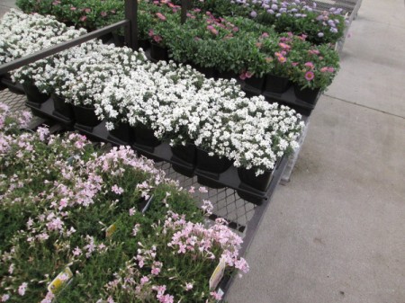 Toy Wheelbarrow as Flower Planter - nursery plants