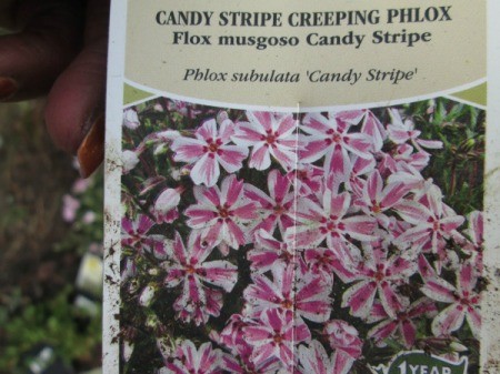 Toy Wheelbarrow as Flower Planter = creeping phlox plant tag