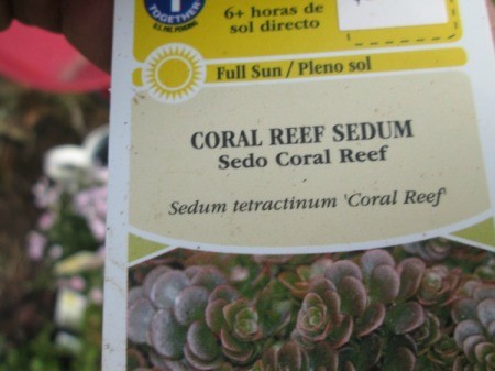 Toy Wheelbarrow as Flower Planter - sedum plant tag