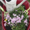 Toy Wheelbarrow as Flower Planter - planted with a watering can, gardening fork, and trowel in barrow
