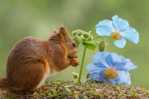 A squirrel next to a blue flower.