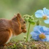 A squirrel next to a blue flower.