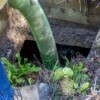 A cleaning tube in a septic tank.