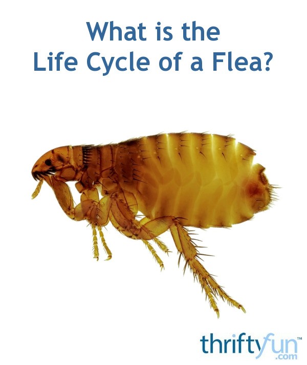 What is the Life Cycle of a Flea? ThriftyFun