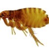 A close up of a flea.