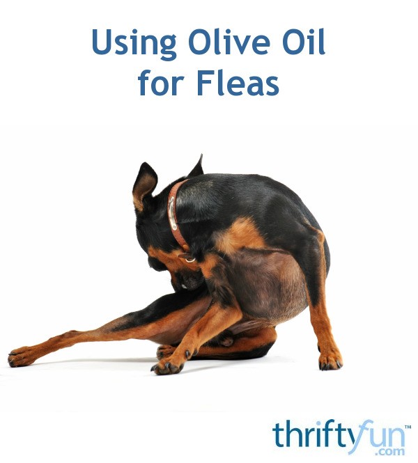 Using Olive Oil for Fleas ThriftyFun