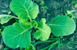 A young cabbage plant with out a cabbage forming.