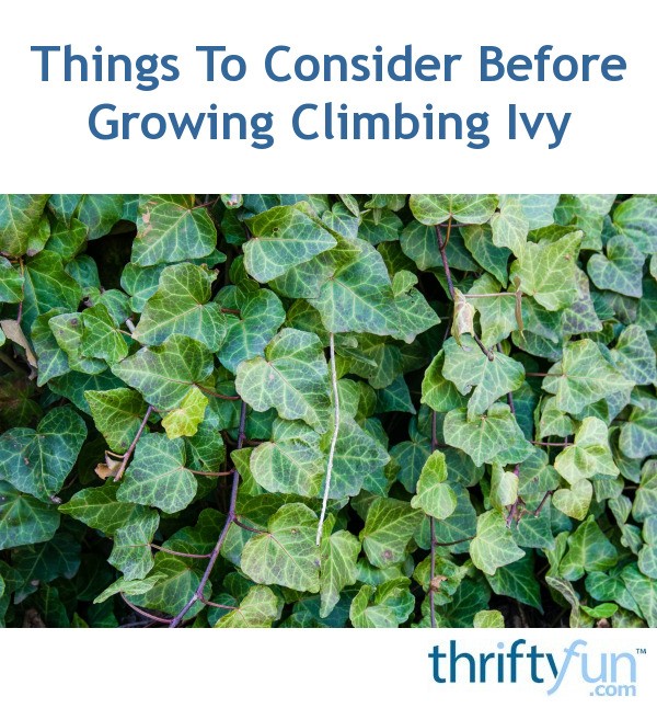 Things To Consider Before Growing Climbing Ivy Thriftyfun