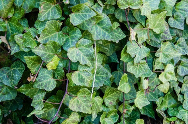 Things To Consider Before Growing Climbing Ivy | ThriftyFun