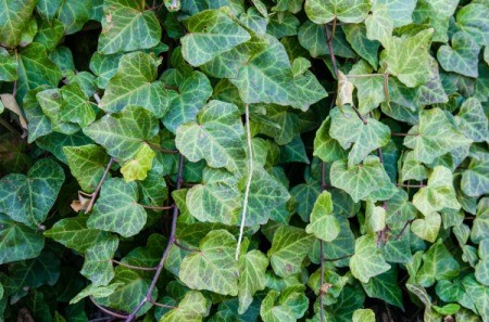 A section of English ivy