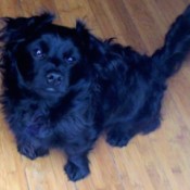 Dog Peeing and Pooping Inside