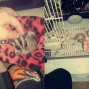 Sugar Gliders - side by side photos of gliders