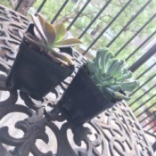 Identifying Houseplants - succulents