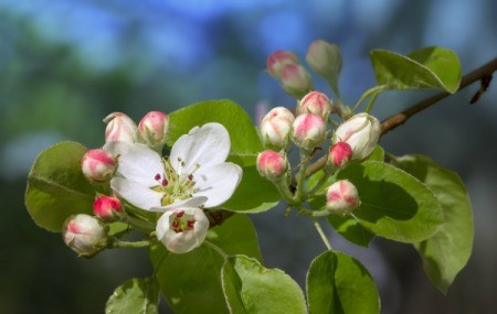 Apple Blossoms