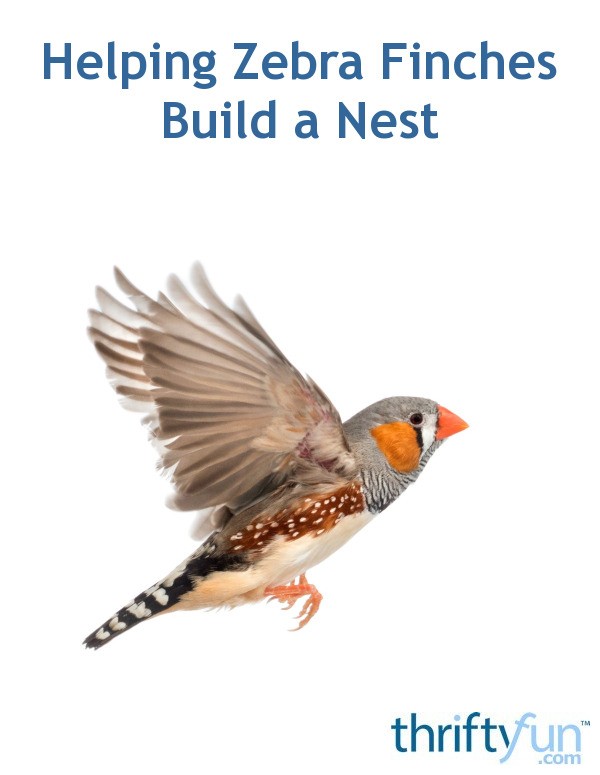 Helping Zebra Finches Build a Nest? ThriftyFun