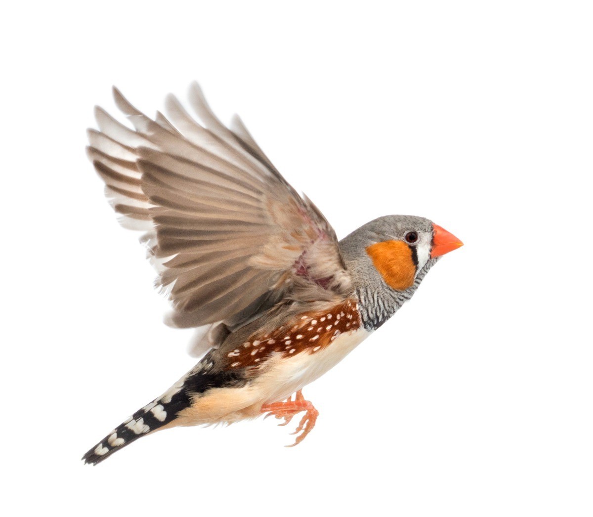 Helping Zebra Finches Build A Nest Thriftyfun,Big Green Egg Prices 2019