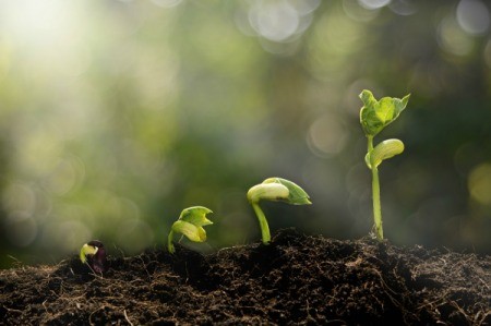 Four very new seedlings growing out of the ground.