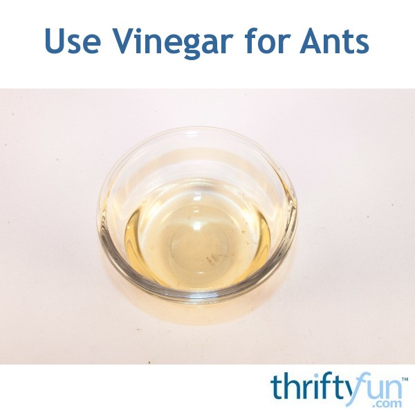 Use Vinegar for Ants ThriftyFun