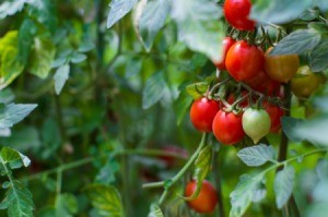 A row of tomato plants with ripe tomatoes.