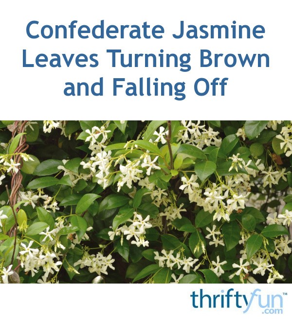 Confederate Jasmine Leaves Turning Brown and Falling Off ...