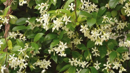 Confederate Jasmine