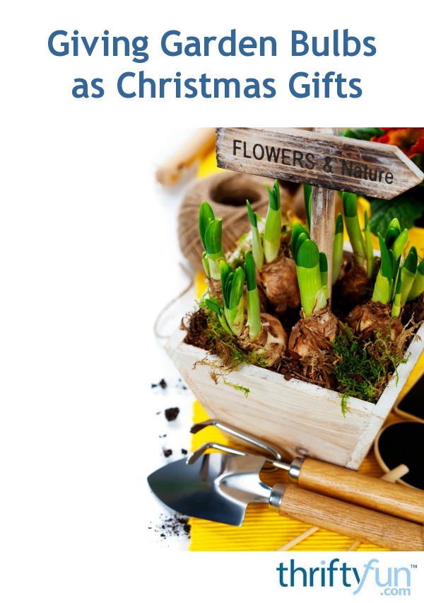 Giving Garden Bulbs as Christmas Gifts ThriftyFun