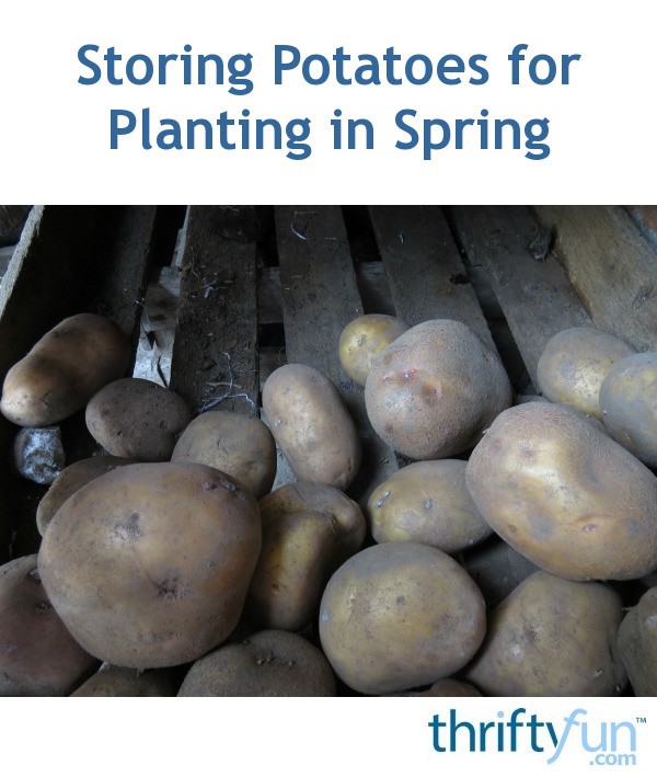 Storing Potatoes for Planting in Spring? ThriftyFun