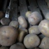 Potatoes stored in bins for spring planting.