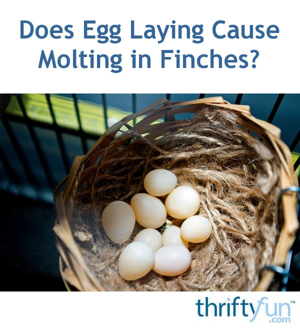 Does Egg Laying Cause Molting in Finches? ThriftyFun