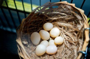 Finch Eggs
