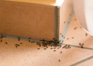 A line of ants on a kitchen floor.