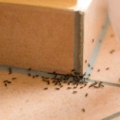 A line of ants on a kitchen floor.
