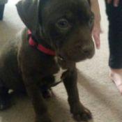 Is My Dog a Full Blooded Pit Bull? - black puppy with white on chest