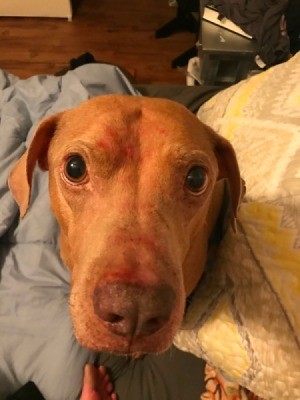 Ex-bait Dog Attacked My Other Dog - brown dog with blankets