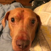 Ex-bait Dog Attacked My Other Dog - brown dog with blankets