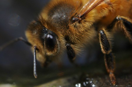 A close up of a bee.