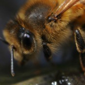 A close up of a bee.