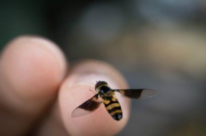 A bee flying in front of a finger.