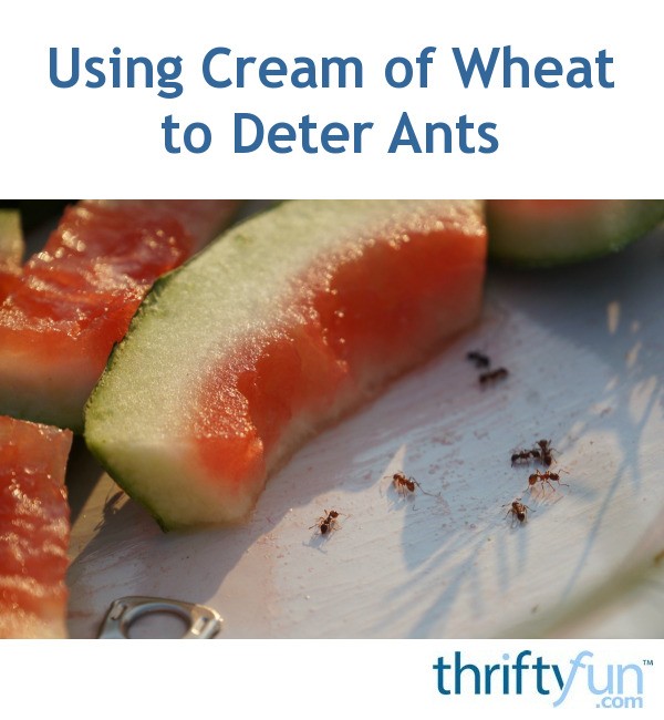 Using Cream of Wheat to Deter Ants ThriftyFun