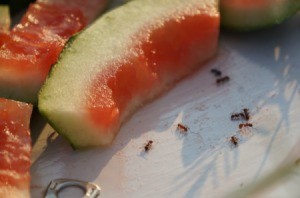 Several ants around watermelon rinds.